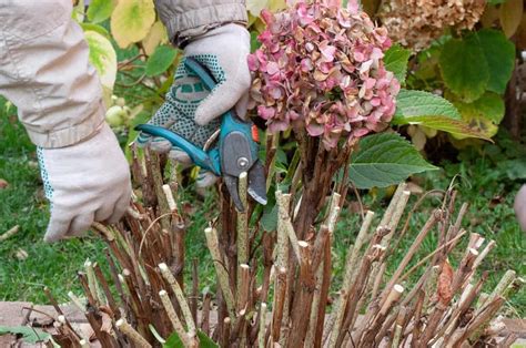 when to prune spring blooming hydrangeas
