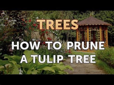 when to prune tulip poplar