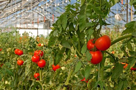 when to put tomatoes in greenhouse