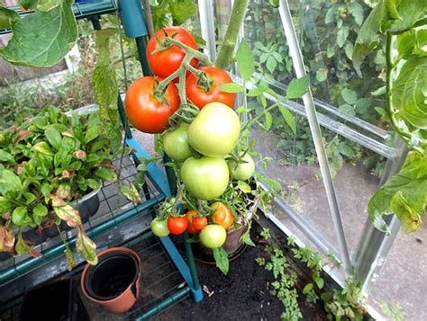 when to start growing tomatoes in greenhouse
