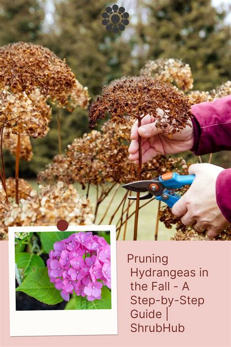 when to trim down hydrangeas
