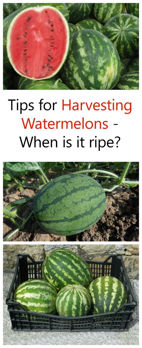 when watermelon is ready to pick
