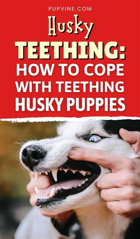 When Do Huskies Shed Their Puppy Teeth?