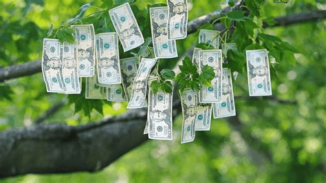 Read When Money Grew On Trees 