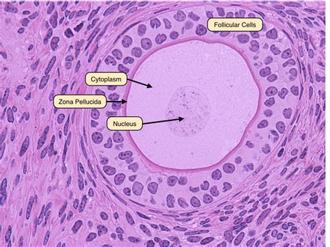 where are theca cells found foilicle exterior?