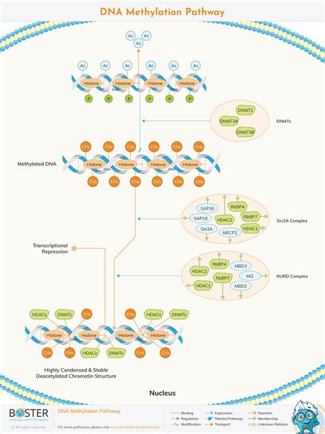 Where Does Methylation Occur