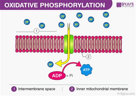 Where Does Oxidative Phosphorylation Take Place