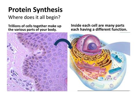 Where Does Protein Synthesis Begin