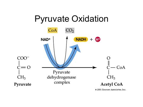 Where Does Pyruvate Oxidation Occur