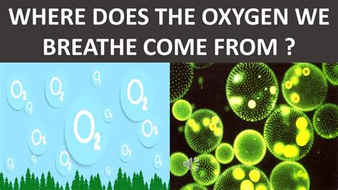 Where Does The Oxygen Come From