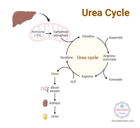 Where Does Urea Enter The Blood