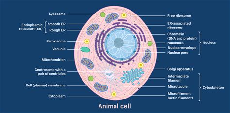 Where In The Cell Does Glycolysis Occur