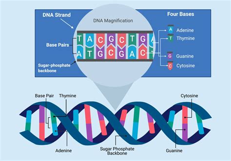 Where Is Dna Found