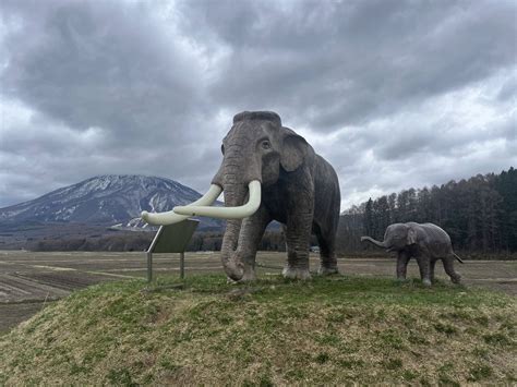 where s the elephant