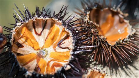 where to eat sea urchin in tasmania - megabyteguam.com