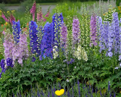 where to plant delphiniums uk