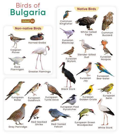 Read Where To Watch Birds In Bulgaria 