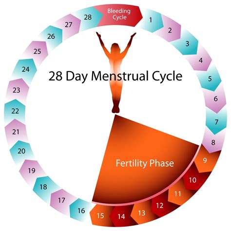 which are the fertile days in a womans cycle