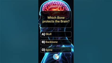 Which Bone Protects The Brain