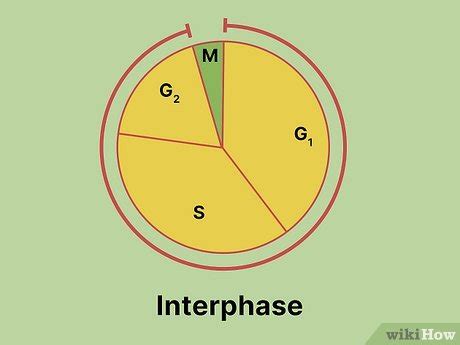 Which Is The Longest Phase In Meiosis