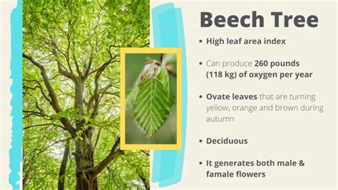 which is the most oxygen giving tree