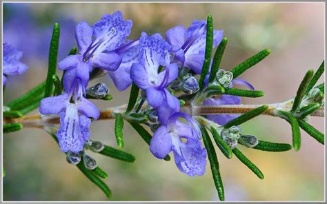 which is the most romantic kissed rosemary flower