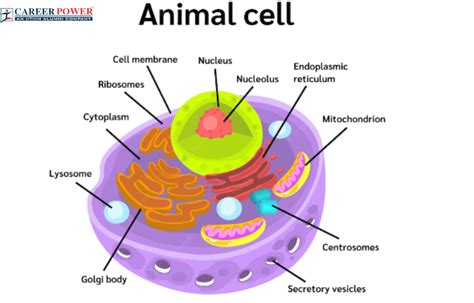 Which Part Of A Cell Controls The Cell's Activities