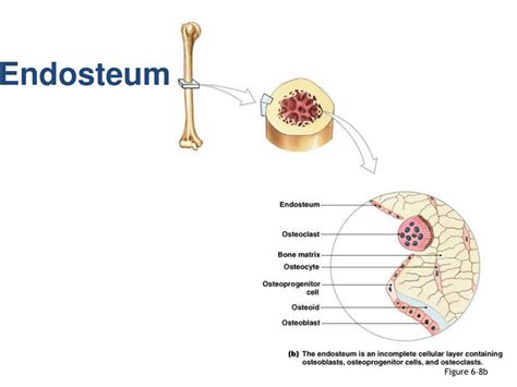 Which Statements Characterize Endosteum