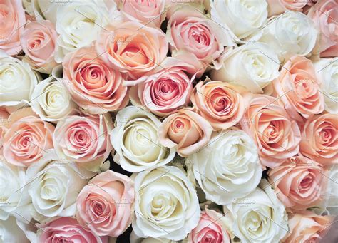 White And Pink Rose Pictures