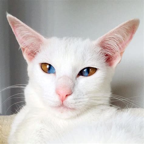 White Cat With Different Colored Eyes