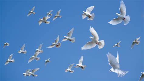 White Dove Flying Away