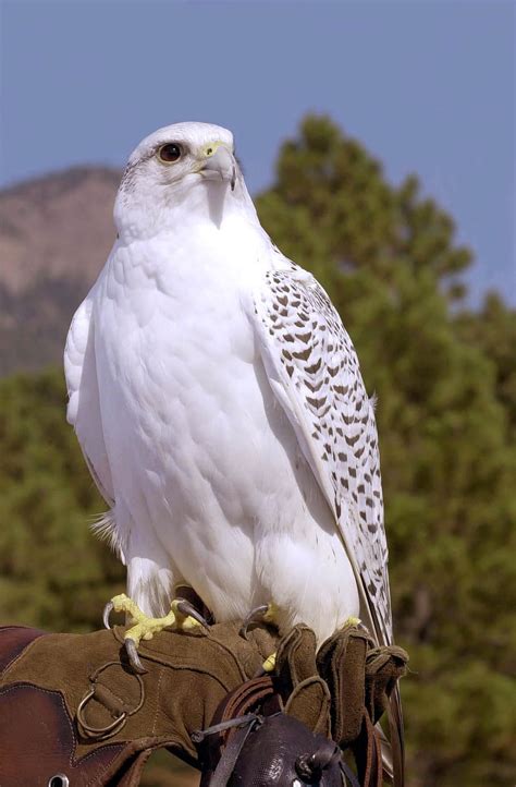 white falcon