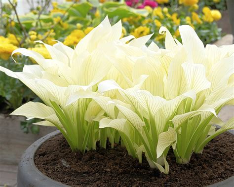 white feather hosta