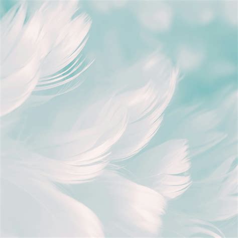 White Feathers Tumblr Backgrounds