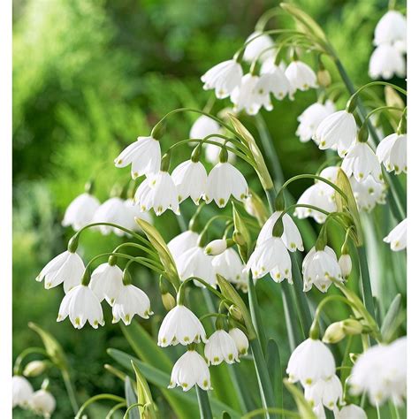 White Flowering Bulb Plants