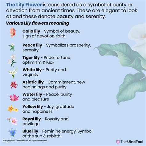 White Flowers Flower Meaning White Flowers For Funeral - White Flowers For Funeral