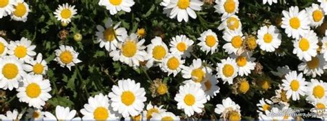 White Flowers Images For Facebook Cover