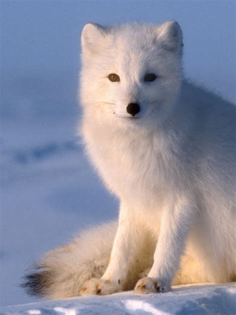 white fox the white fox