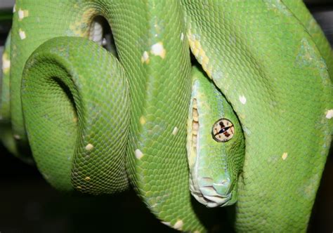 White Green Tree Python