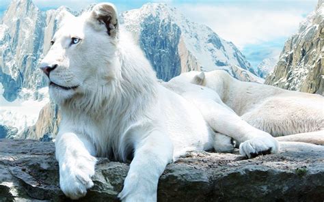 White Lion Wallpaper Desktop