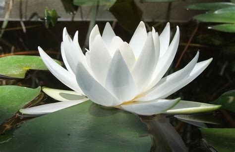 white lotus x download ezfo
