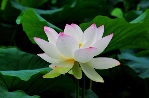 white lotus x facebook vpqy