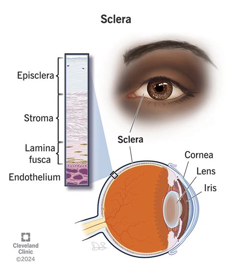 White Part Of Eye Called