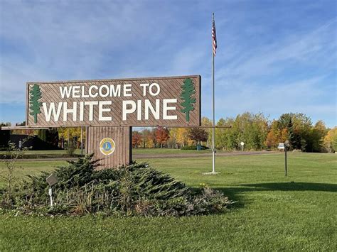 white pine michigan