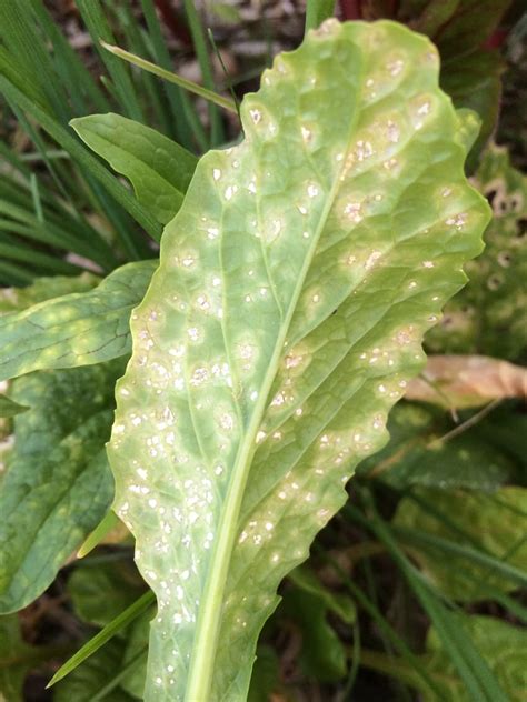 White Rust Of Mustard