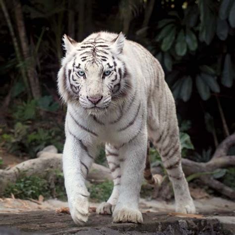 white tiger