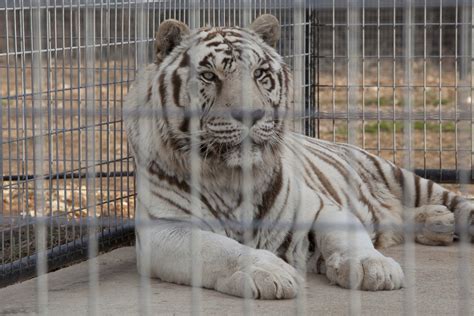 White Tiger Torrent