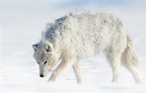 White Wolf Wiki
