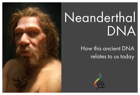 Download White Paper 23 05 Neanderthal Ancestry Inference 