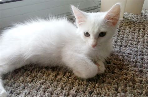 white__kitten